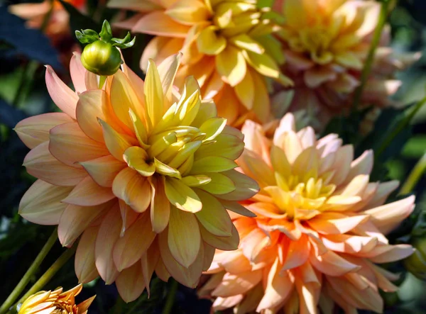 Candlelight Dahlia Variety Chrysanthemum One Flower Close Orange Bright Petals — Stock Photo, Image