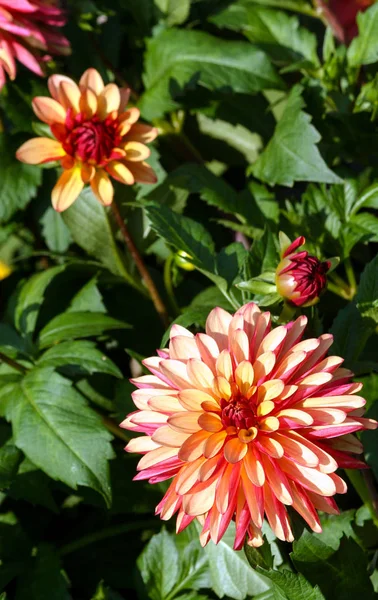 Variedad Patas Locas Crisantemo Dalia Una Flor Cerca Una Gran — Foto de Stock