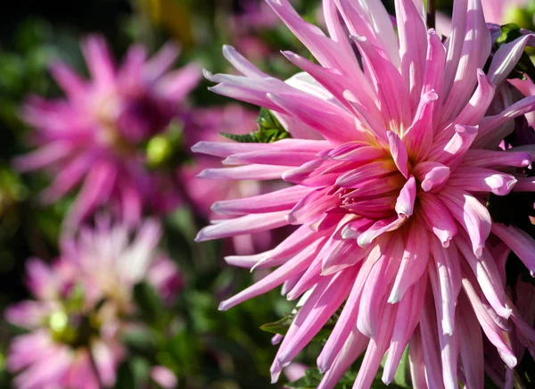 Variety Chrysanthemum Amy Asteraceae Plant One Large Pink Flower Yellowish — Stock Photo, Image