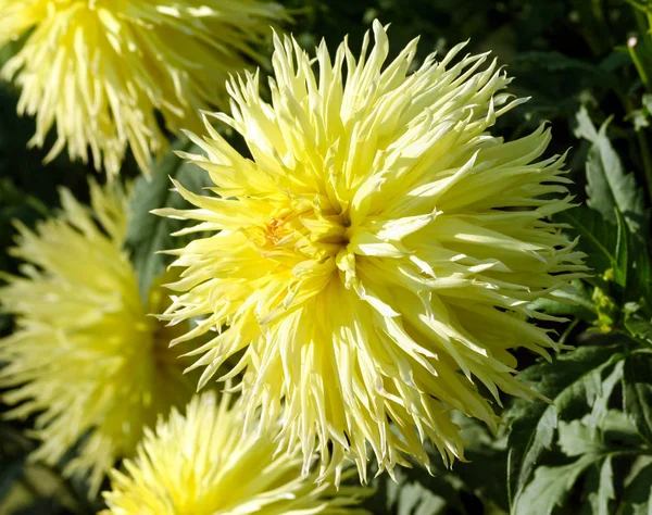 Uma Grande Flor Aster Close Uma Planta Cor Amarela Com — Fotografia de Stock