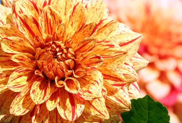 Dahlia Elijah Mason Asteraceae Variedade Crisântemo Flores Amarelo Alaranjadas Brilhantes — Fotografia de Stock