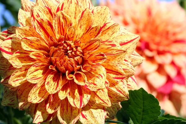 Dahlia Elijah Mason Asteraceae Variety Chrysanthemum Bright Yellow Orange Flowers — Stock Photo, Image