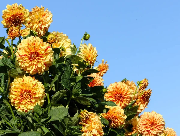 Dahlia Elijah Mason Asteraceae Variedade Crisântemo Flores Amarelo Alaranjadas Brilhantes — Fotografia de Stock