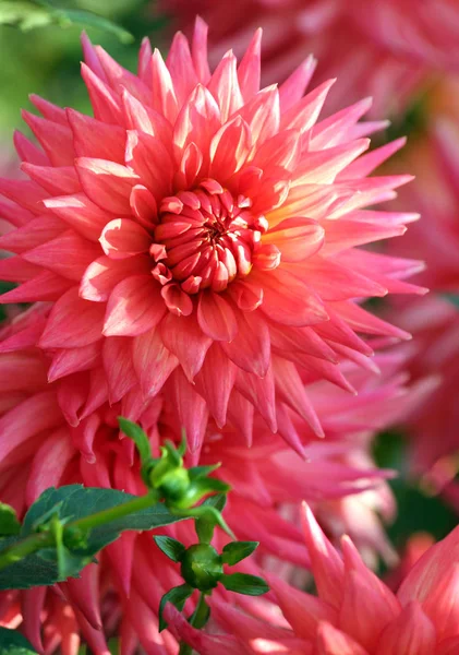 Dahlia Asteraceae Variety Orange Pennant Chrysanthemum Large Flower Close Delicate — Stock Photo, Image