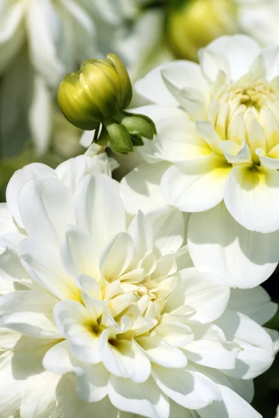 Dahlia Lady Lael Asteraceae Mängd Krysantemum Några Vita Blommor Delar — Stockfoto
