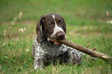 Alman shorthaired ibre, Alman kurtshaar .biri kahverengi köpek yavrusu yalan yeşil çimenlerin üzerinde alan, yakın çekim portre, kamerada bir sopa tutan ağız bakarak tespit