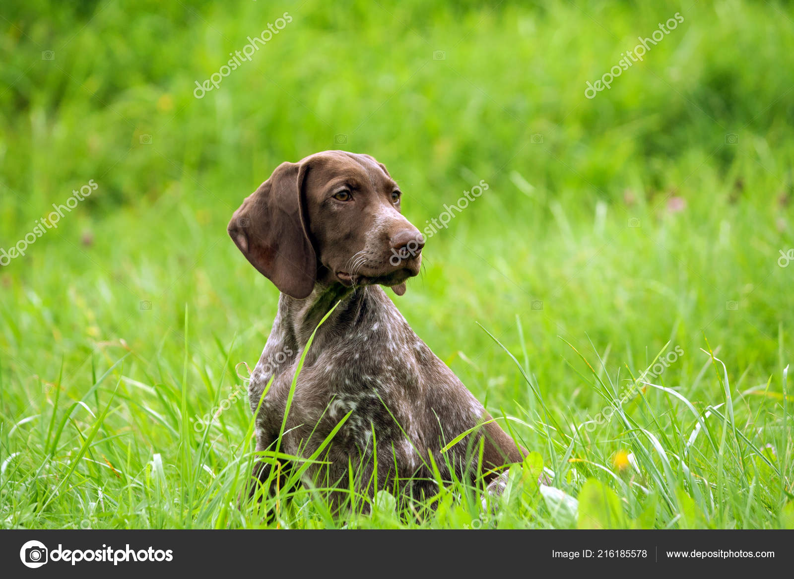 German Shorthaired Pointer German Kurtshaar One Brown Spotted