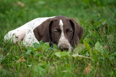 Alman shorthaired ibre, Alman kurtshaar bir kahverengi benekli köpek yeşil çim sahası, yakın çekim portre yatıyor, ne yazık ki aşağı bakıyor, başını çimenlerin üzerinde mutsuz, düşünceli bir görünüm, duygusal olarak koymak