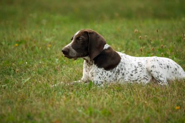 Alman shorthaired ibre, Alman kurtshaar bir kahverengi benekli köpek yavrusu yalanlar üzerine yeşil çim alan üzerinde dikkatle mesafe içine görünüyor, akıllı bakmak bir güzel hayvan, vücut ve yüz profili
