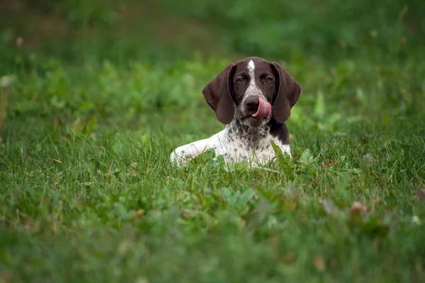 Kortharige Duitse Duitse Kurtshaar Een Bruine Gespot Pup Leugens Groen — Stockfoto