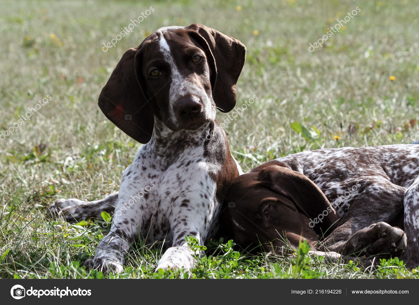 German Shorthaired Pointer Kurtshaar Two Brown Spotted Puppy