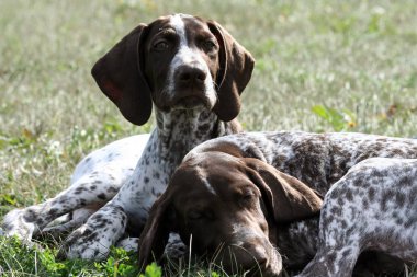 Alman shorthaired ibre, kurtshaar iki kahverengi benekli köpek yavrusu, iki hayvan portresi, bir kafası uykuda çimenlerin üzerinde ikinci başını kaldırdı ve kameraya koruma tür görünüyor, 
