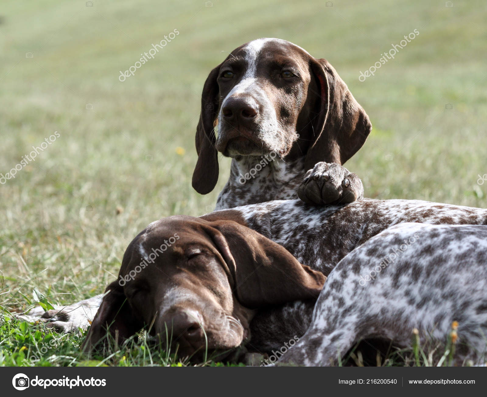German Shorthaired Pointer Kurtshaar Two Brown Spotted Puppy