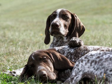 Alman shorthaired ibre, kurtshaar iki kahverengi benekli köpek yavrusu, portre iki hayvanlar, bir kafasıyla uykuda çimenlerin üzerinde ikincisi onun pençe ilk koyar ve mesafe içine muhafız tür görünüyor, 