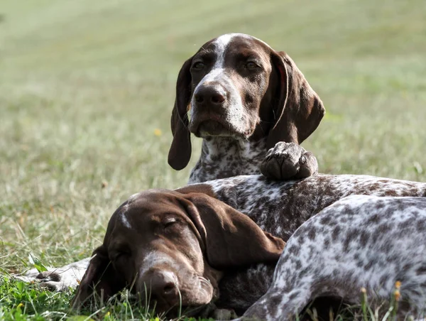 German Shorthaired Pointer Kurtshaar Two Brown Spotted Puppy Portrait Two — Stock Photo, Image