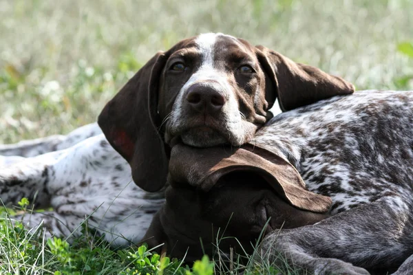 german shorthaired pointer, kurtshaar two brown spotted puppy, portrait of two animals, one asleep with his head on the grass, the second put his head on the first and looks at camera, sunny day,rest