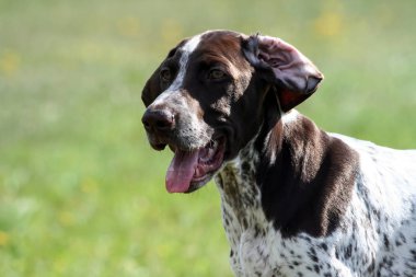 Alman shorthaired ibre, Alman kurtshaar .biri kahverengi benekli köpek yavrusu, yakın çekim portre, bir köpek fotoğrafın sağ tarafında, komik bir bak, geri bükülmüş bir kulak, ağız açık, dışarı sıkışmış dili,