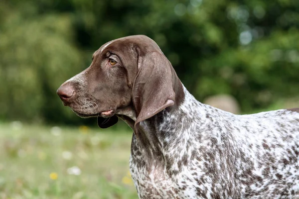 Pointeur Allemand Poil Court Kurtshaar Allemand Chiot Brun Tacheté Portrait — Photo