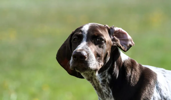 German Shorthaired Pointer German Kurtshaar One Brown Spotted Puppy Close — Stock Photo, Image