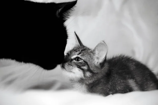 Two Cats Black Adult Small Striped Kitten Animals Sniff Each — Stock Photo, Image