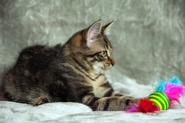 unbreed kitten lying on a gray rug, looking to the side, next to it is a bright toy with pink feathers, in the background a luminous gray tint, an animal in full growth lying down, portrait in profile