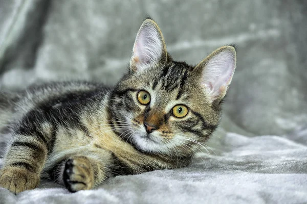 Petit Chaton Rayé Bâtard Couché Sur Côté Pattes Avant Tendues — Photo