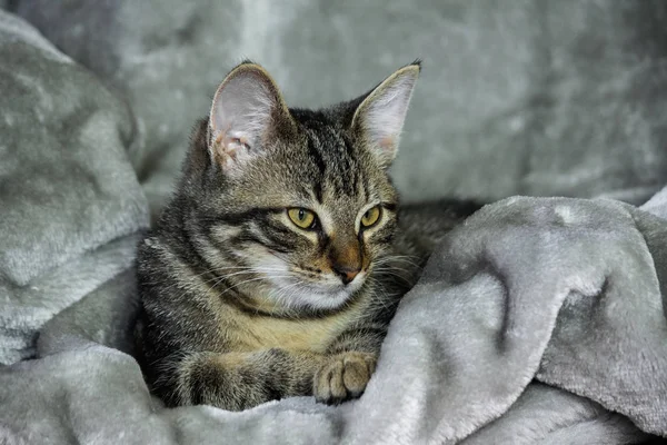 Small Mongrel Striped Kitten Lying Gray Rug Calmly Wrapped Warm — Stock Photo, Image