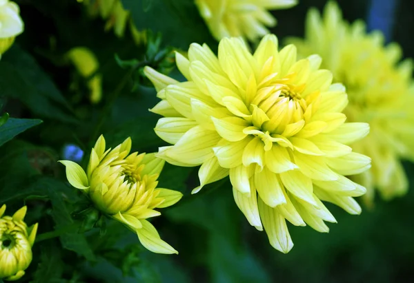 Solei Una Variedad Grandes Crisantemos Amarillos Grandes Plantas Follaje Verde —  Fotos de Stock