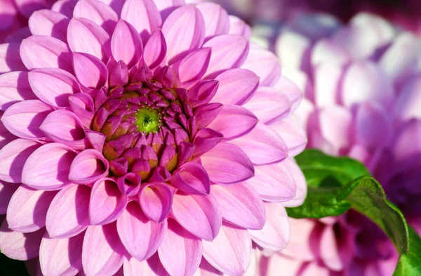 Dahlia Barbara Variety Close Bright Pink Chrysanthemum Large Size Dark — Stock Photo, Image