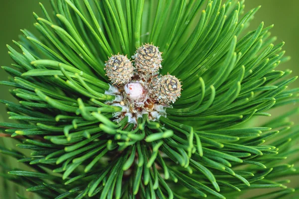 Fluffy Spruce Branch Top View Three Small Growing Cones Visible — Stock Photo, Image