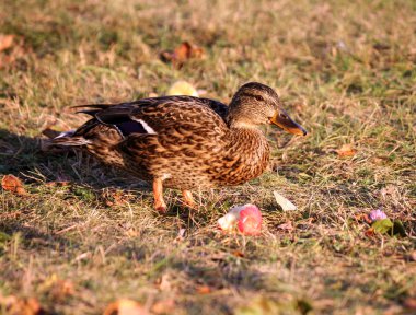 bir kahverengi ördek bir elma bahçesi ve yanındaki ısırıldı kırmızı elma yalan sarı sonbahar çimleri üzerinde duruyor, bitki örtüsü solmuş, bu akşam güneş tarafından aydınlatılmış olduğunu, 