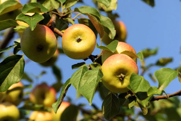 four in the foreground and a lot in the background yellow speckled apples grow on a branch, close-up fruit, small and flattened, green foliage and blue sky,