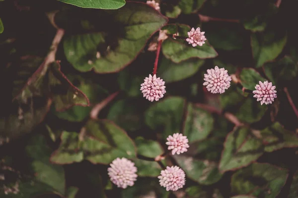 粉红色球状的小圆形花朵 七片被深棕色和红色的绿叶包围 生长的植物低 叶子上呈暗锥条纹 加工成深色 — 图库照片