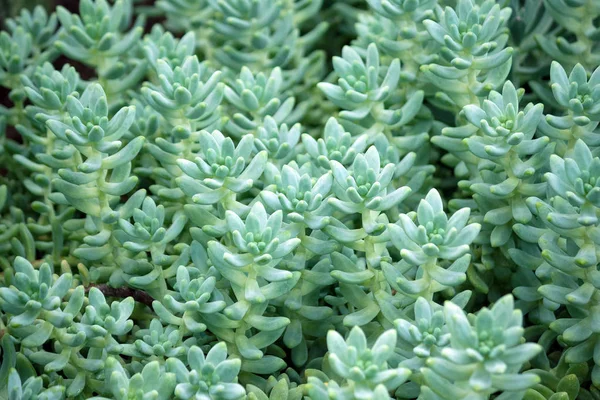 Sedum Treleasei Succulente Installatie Met Bleke Blauw Groen Dik Vlezig — Stockfoto