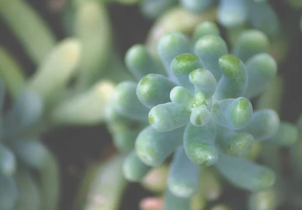 Sedum Treleasei Succulent Plant Pale Blue Green Thick Fleshy Leaves — 图库照片