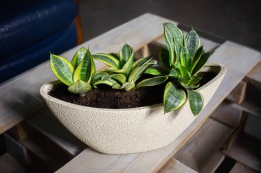 Sansevieria trifasciata Golden Hahnii oval bir saksıda cam bir masada.