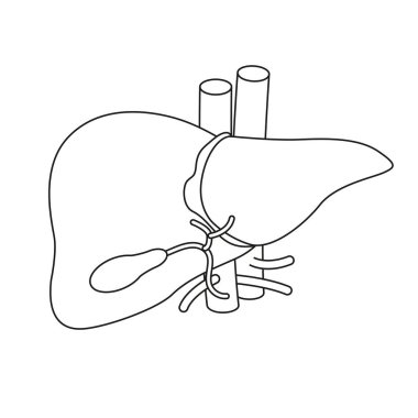 Siyah beyaz çizim. Anatomi yapısı hepatik sistem organı, sindirim safra kesesi organı. Tıbbi uyuşturucular, eczane ve eğitim tasarımı için insan karaciğeri.