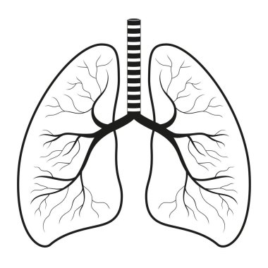 Siyah beyaz çizim. İnsan ciğerleri, solunum sistemi. Anatomi, tıp konsepti. Sağlık hizmetleri. Vektör illüstrasyonu. 