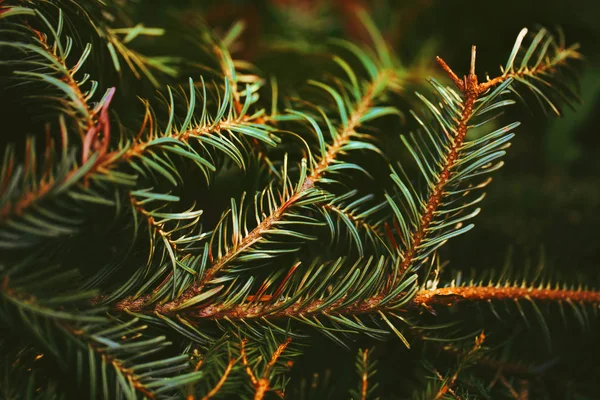 Krajní Borovice Strom Detail Tmavých Tónech Teplé Zelené Barvy — Stock fotografie