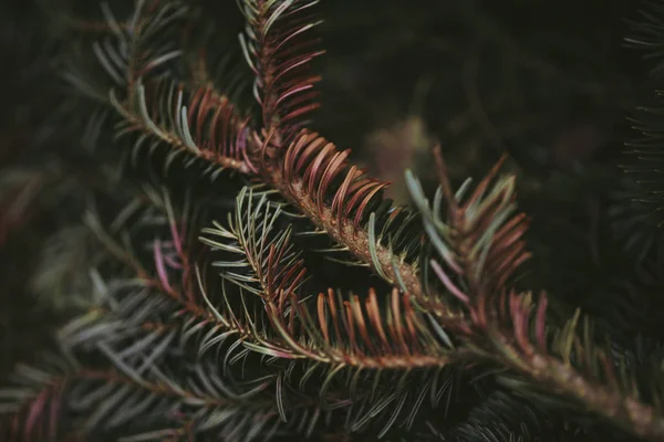 Extreme Pine Tree Close Dark Tones Warm Green Color — Stock Photo, Image