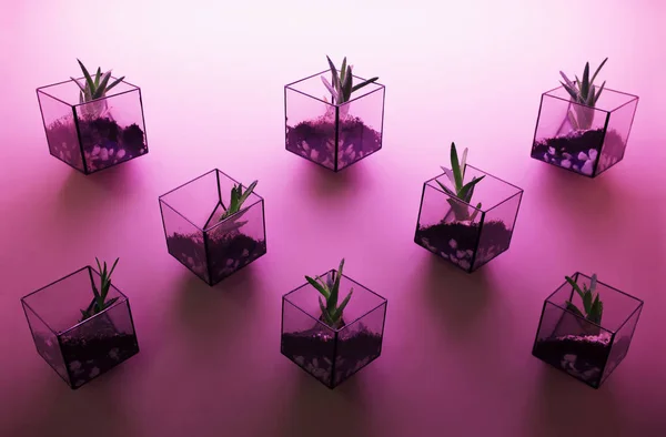 Eight transparent box-pots in purple lights filled with succulent plant compositions.