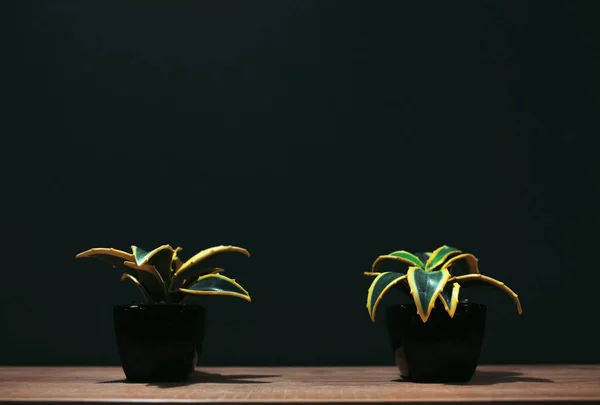 Ahşap masa ve koyu arka plan üzerinde succulents ile iki saksı.