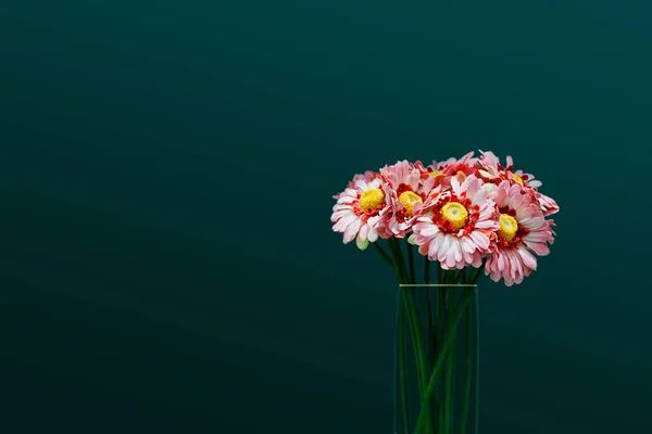 Derin turkuaz rengi duvara izole saydam vazo içinde Gerbera Buketi.