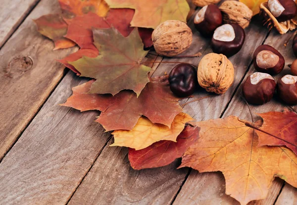 Akçaağaç yaprakları, fındık ve kestane ahşap tahta üzerinde kuru.