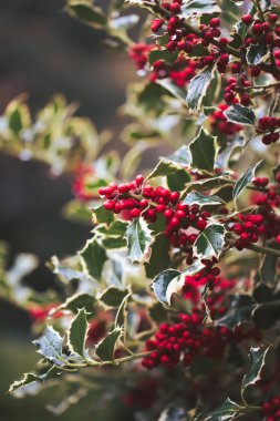 Holly bitki gerçek hayat Bush.