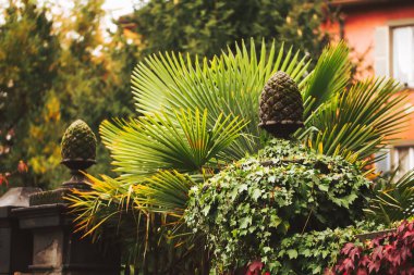 Doğal görünümün arka planında dış palmiye ağaçları ile çevrili Beton çit.