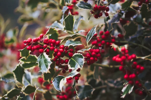 Holly bitki gerçek hayat Bush.