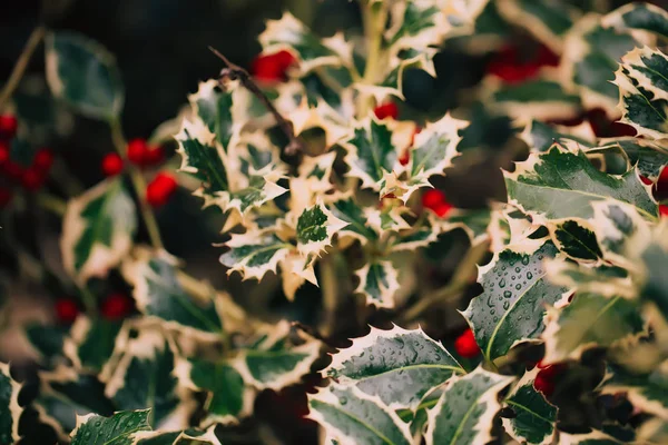 Holly Plant Real Life Bush — Stock Photo, Image