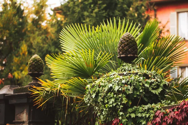 Doğal görünümün arka planında dış palmiye ağaçları ile çevrili Beton çit.