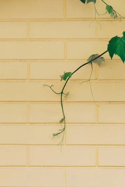 Pale Yellow Brick Wall Ivy Lian — Stock Photo, Image